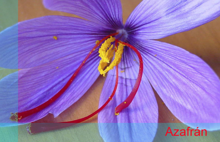 flor de Azafrán